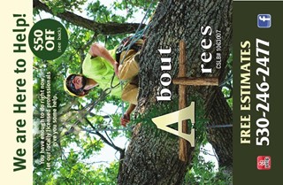 About Trees