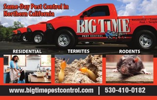 Big Time Pest Control