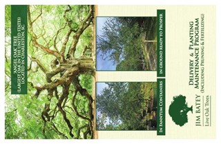 Jim Batey - Live Oak Tree