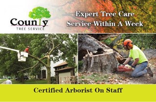 County Tree Service